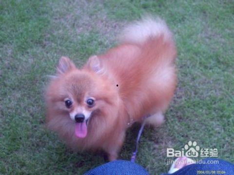 博美犬可以吃老瓜,老瓜的妙用与营养