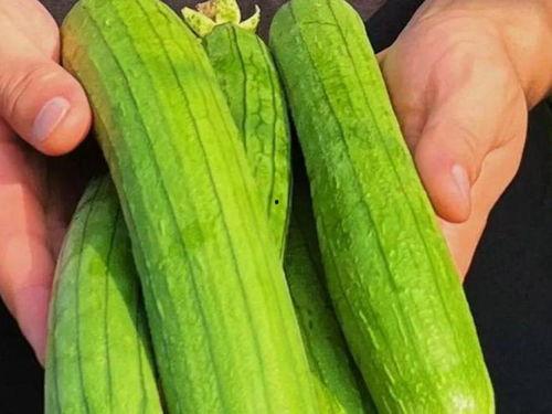 吃瓜补瓜,揭秘瓜果养生之道