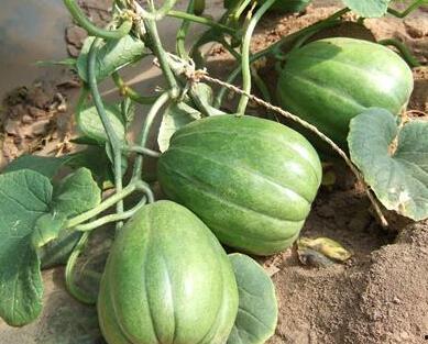 吃瓜吃到身上没劲,揭秘“吃瓜族”的身心困境