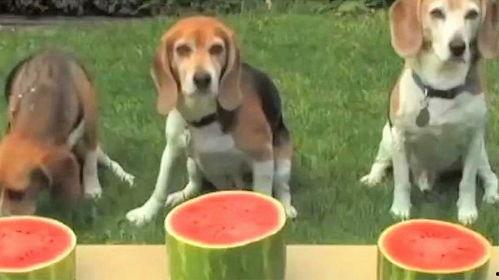 狗狗狗吃瓜,揭秘宠物界的趣味瞬间